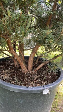 Pinus sylv. 'Watereri' 250-300 cm container multi-stem - image 4