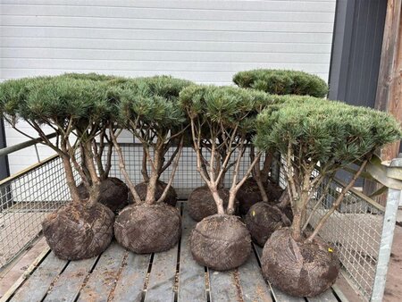 Pinus sylv. 'Watereri' 80-100 cm container meerstammig - afbeelding 3