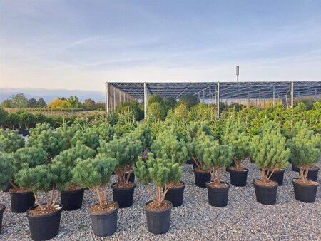 Pinus sylv. 'Watereri' 80-100 cm container meerstammig - afbeelding 1