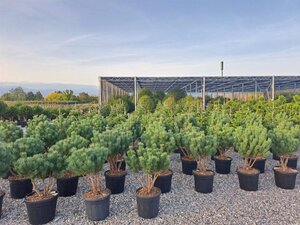 Pinus sylv. 'Watereri' 80-100 cm container meerstammig - afbeelding 1