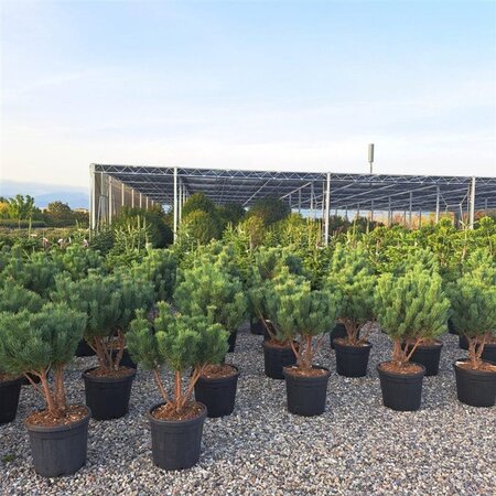 Pinus sylv. 'Watereri' 80-100 cm container meerstammig - afbeelding 2
