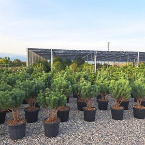 Pinus sylv. 'Watereri' 80-100 cm container meerstammig - afbeelding 2