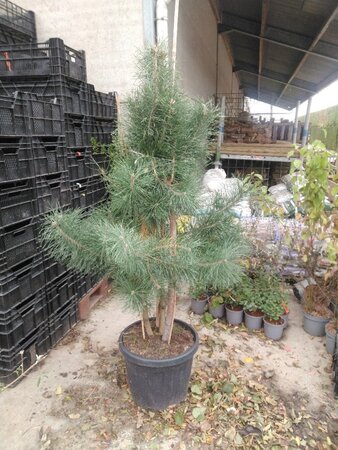 Pinus sylvestris 150-175 cm cont. 45L meerstammig - afbeelding 2
