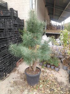 Pinus sylvestris 150-175 cm cont. 45L meerstammig - afbeelding 2