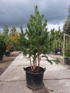 Pinus sylvestris 175-200 cm container meerstammig paraplu
