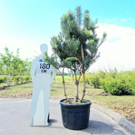 Pinus sylvestris 175-200 cm container meerstammig paraplu - afbeelding 1