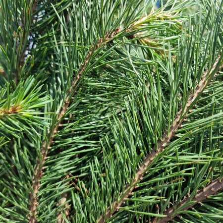 Pinus sylvestris 175-200 cm container meerstammig paraplu - afbeelding 2