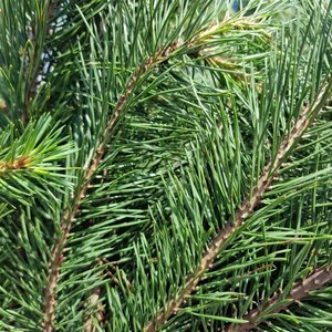 Pinus sylvestris 175-200 cm container meerstammig paraplu - afbeelding 2
