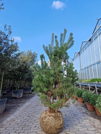 Pinus sylvestris 175-200 cm draadkluit meerstammig - afbeelding 2