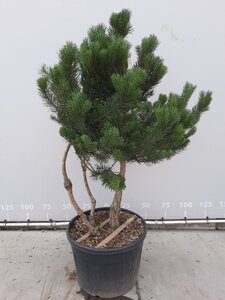 Pinus sylvestris 175-200 cm draadkluit meerstammig