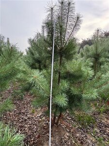 Pinus sylvestris 200-250 cm draadkluit meerstammig - afbeelding 2