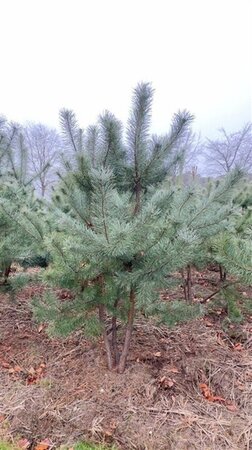 Pinus sylvestris 200-250 cm draadkluit meerstammig - afbeelding 1