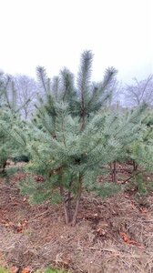 Pinus sylvestris 200-250 cm draadkluit meerstammig