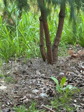 Pinus sylvestris 200-250 cm draadkluit meerstammig - afbeelding 3