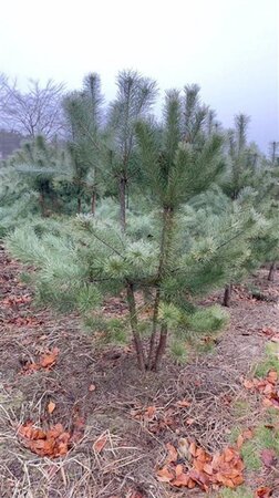 Pinus sylvestris 200-250 cm draadkluit meerstammig - afbeelding 2