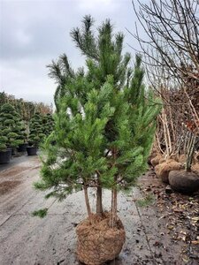 Pinus sylvestris 200-250 cm draadkluit meerstammig