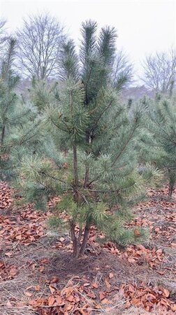 Pinus sylvestris 200-250 cm draadkluit meerstammig - afbeelding 3