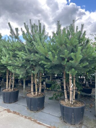 Pinus sylvestris 225-250 cm draadkluit meerstammig - afbeelding 2