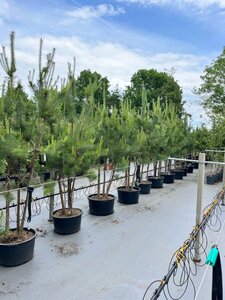 Pinus sylvestris 225-250 cm draadkluit meerstammig - afbeelding 1