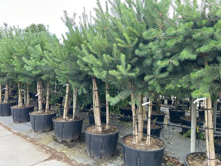 Pinus sylvestris 225-250 cm draadkluit meerstammig - afbeelding 3