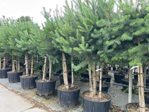 Pinus sylvestris 225-250 cm draadkluit meerstammig - afbeelding 3
