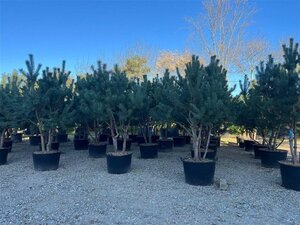 Pinus sylvestris 250-300 cm container meerstammig
