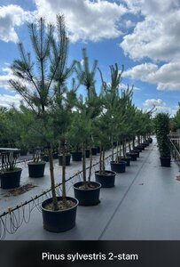 Pinus sylvestris 250-300 cm draadkluit meerstammig - afbeelding 2