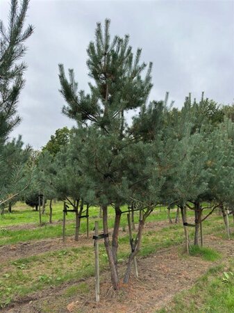 Pinus sylvestris 450-500 cm draadkluit meerstammig - afbeelding 2