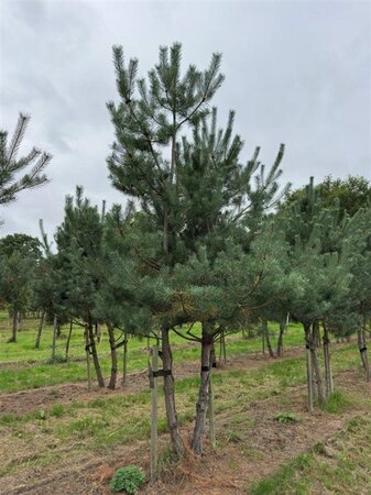 Pinus sylvestris 450-500 cm WRB multi-stem - image 1