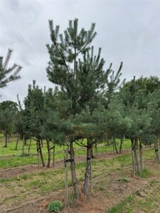 Pinus sylvestris 450-500 cm WRB multi-stem