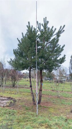 Pinus sylvestris 500-600 cm draadkluit meerstammig - afbeelding 2