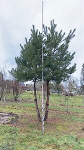 Pinus sylvestris 500-600 cm draadkluit meerstammig - afbeelding 2