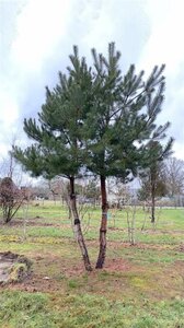 Pinus sylvestris 500-600 cm draadkluit meerstammig - afbeelding 3