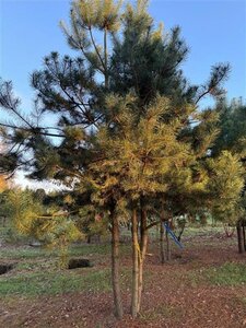 Pinus sylvestris 500-600 cm draadkluit meerstammig