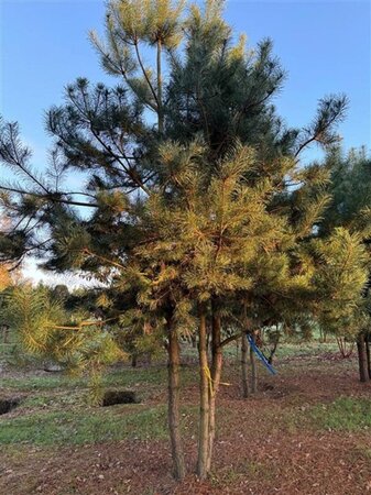 Pinus sylvestris 500-600 cm WRB multi-stem