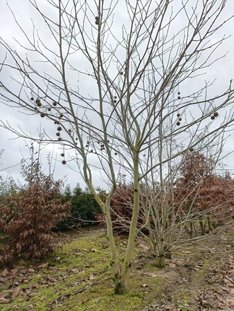 Platanus hisp. 'Bloodgood' 350-400 cm draadkluit meerstammig