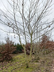 Platanus hisp. 'Bloodgood' 350-400 cm draadkluit meerstammig