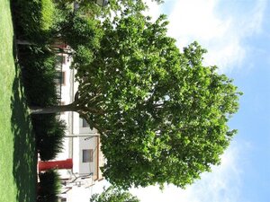 Platanus hispanica 300-350 cm container meerstammig