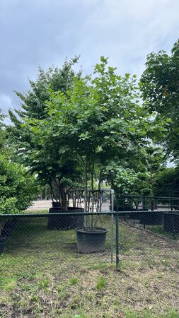 Platanus hispanica 400-450 cm WRB multi-stem