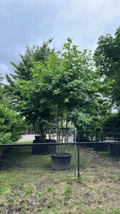 Platanus hispanica 400-450 cm WRB multi-stem