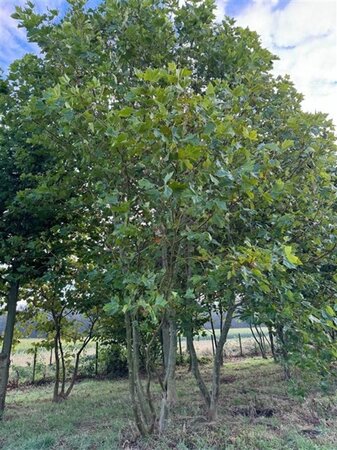 Platanus hispanica 700-800 cm draadkluit meerstammig