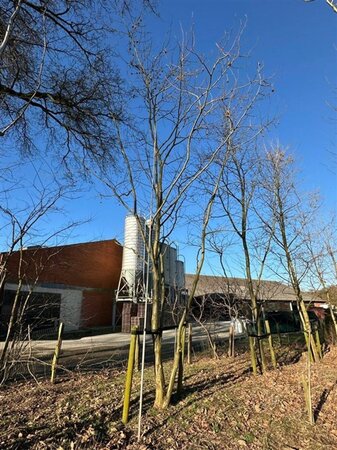 Platanus hispanica 800-900 cm draadkluit meerstammig - afbeelding 2