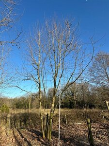 Platanus hispanica 800-900 cm WRB multi-stem
