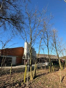 Platanus hispanica 800-900 cm WRB multi-stem - image 2
