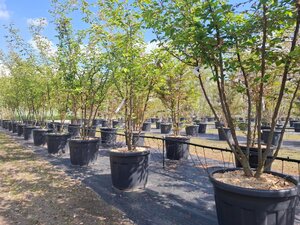 Prunus 'Accolade' 200-250 cm cont. 70L meerstammig