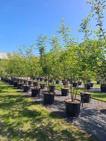 Prunus 'Accolade' 200-250 cm cont. 70L meerstammig - afbeelding 2