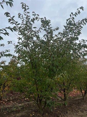 Prunus 'Accolade' 300-350 cm draadkluit meerstammig