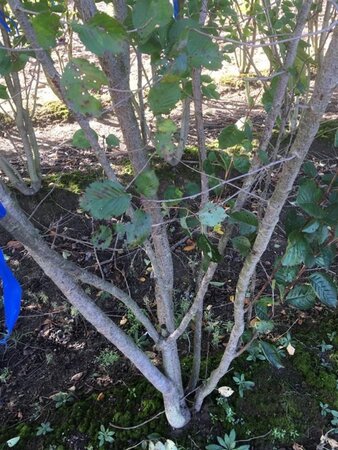 Prunus 'Accolade' 300-350 cm draadkluit meerstammig - afbeelding 1