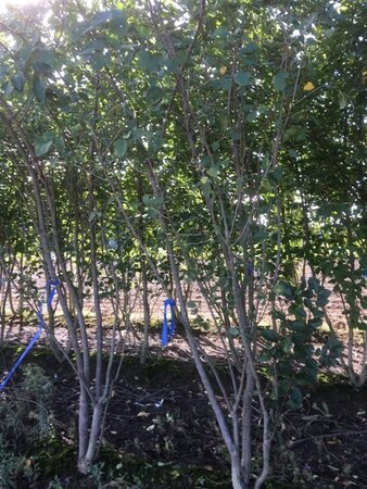 Prunus 'Accolade' 300-350 cm draadkluit meerstammig - afbeelding 2