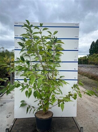 Prunus a. 'Plena' 150-175 cm cont. 20L meerstammig
